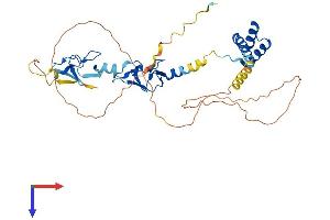 LHX4 Protein (AA 1-390) (His tag)