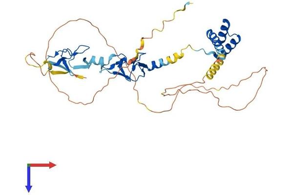 LHX4 Protein (AA 1-390) (His tag)