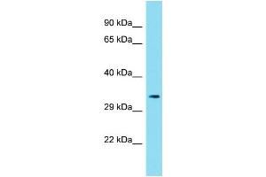 Host: Rabbit Target Name: C6orf136 Sample Type: 293T Whole Cell lysates Antibody Dilution: 1. (C6ORF136 Antikörper  (Middle Region))