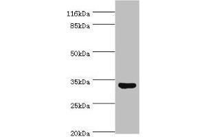 Western blot All lanes: USF1 antibody at 2 μg/mL + HepG2 whole cell lysate Secondary Goat polyclonal to rabbit IgG at 1/10000 dilution Predicted band size: 34, 28 kDa Observed band size: 34 kDa (USF1 Antikörper  (AA 3-310))