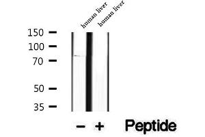 Western blot analysis of extracts of human liver tissue, using P3H3 antibody. (LEPREL2 Antikörper  (Internal Region))