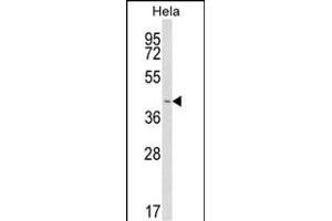 Western blot analysis of INSIG1 Antibody (N-term) (ABIN652887 and ABIN2842574) in Hela cell line lysates (35 μg/lane). (INSIG1 Antikörper  (N-Term))