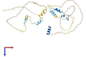 AVEN Protein (AA 1-342) (His tag)