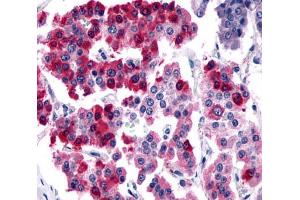 Anti-SSTR4 antibody  ABIN1049364 IHC staining of human pancreas, islet of Langerhans. (SSTR4 Antikörper  (N-Term))