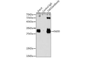 Immunoprecipitation analysis of 200ug extracts of HeLa cells using 3ug FADD antibody.