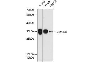 Western blot analysis of extracts of various cell lines, using GEMIN8 antibody  at 1:3000 dilution. (GEMIN8 Antikörper  (AA 1-242))