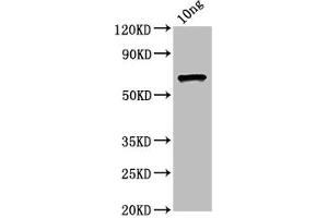 Western Blot Positive WB detected in Recombinant protein All lanes: ompC antibody at 4. (OMPC (AA 22-367) Antikörper)