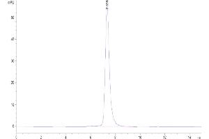 The purity of Cynomolgus OSMR is greater than 95 % as determined by SEC-HPLC. (Oncostatin M Receptor Protein (OSMR) (AA 28-737) (His tag))