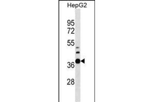RPUSD1 Antibody (Center) (ABIN1537965 and ABIN2849787) western blot analysis in HepG2 cell line lysates (35 μg/lane). (RPUSD1 Antikörper  (AA 178-205))