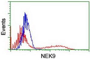 HEK293T cells transfected with either RC211326 overexpress plasmid (Red) or empty vector control plasmid (Blue) were immunostained by anti-NEK9 antibody (ABIN2454908), and then analyzed by flow cytometry. (NEK9 Antikörper)
