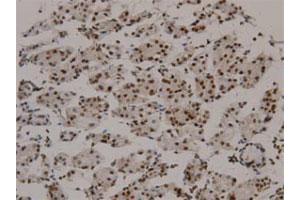 Immunohistochemical staining of human normal stomach tissue section with GKN1 monoclonal antibody, clone 22  at 1:100 dilution. (Gastrokine 1 Antikörper  (AA 91-199))