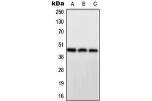 Western blot analysis of PPP1R7 expression in HeLa (A), mouse brain (B), H9C2 (C) whole cell lysates. (PPP1R7 Antikörper  (Center))