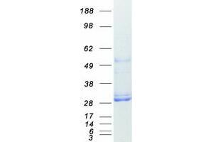 Western Blotting (WB) image for Methionine Sulfoxide Reductase A (MSRA) (Transcript Variant 1) protein (Myc-DYKDDDDK Tag) (ABIN2725871)