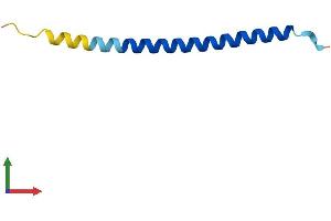 Protein Structure (PS) image for Coiled-Coil Domain Containing 23 (CCDC23) (AA 1-66) protein (Fc Tag) (ABIN7546429)