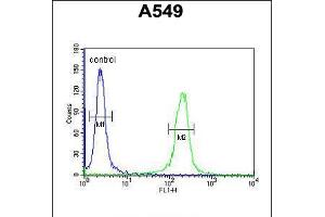 Flow cytometric analysis of A549 cells (right histogram) compared to a negative control cell (left histogram). (IFT43 Antikörper  (AA 145-171))