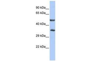 Image no. 1 for anti-Zinc Finger Protein 414 (ZNF414) (AA 35-84) antibody (ABIN6740621) (ZNF414 Antikörper  (AA 35-84))