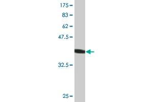 Western Blot detection against Immunogen (44. (AGR2 Antikörper  (AA 1-175))