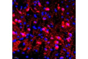 Immunofluorescence of paraffin embedded rat brain using NECAB1 (ABIN7074753) at dilution of 1: 2300 (400x lens) (NECAB1 Antikörper)