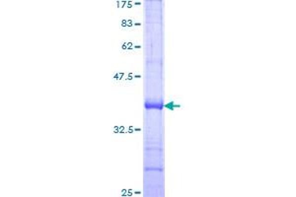 KLRC3 Protein (AA 132-240) (GST tag)