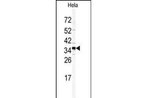 Western blot analysis of GOLPH3 antibody (N-term) (ABIN391649 and ABIN2841557) in Hela cell line lysates (35 μg/lane). (GOLPH3 Antikörper  (N-Term))