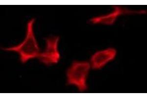 ABIN6276247 staining Hela by IF/ICC. (OR10Z1 Antikörper  (Internal Region))