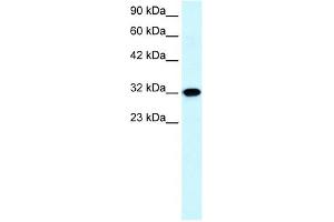 Aquaporin 7 antibody used at 0. (Aquaporin 7 Antikörper  (C-Term))