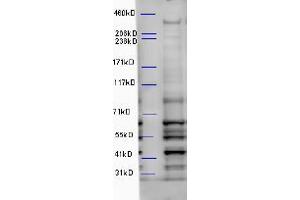 ABIN5539892 (5µg/ml) staining of Mouse Brain lysate (35µg protein in RIPA buffer). (WDFY3 Antikörper  (Internal Region))