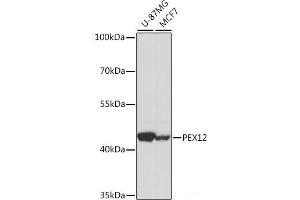 Western blot analysis of extracts of various cell lines using PEX12 Polyclonal Antibody at dilution of 1:1000. (PEX12 Antikörper)