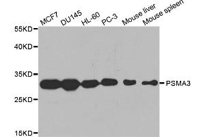 Western blot analysis of extracts of various cell lines, using PSMA3 antibody. (PSMA3 Antikörper)