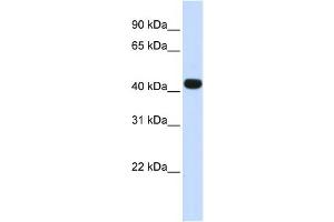 WB Suggested Anti-HS3ST3B1 Antibody Titration:  0. (HS3ST3B1 Antikörper  (N-Term))