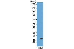 Western blot test of recombinant Histone H3. (Rekombinanter Histone 3 Antikörper  (2meLys23))