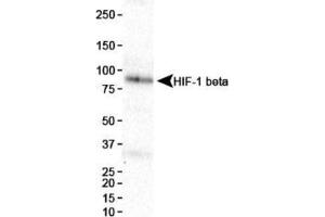Image no. 3 for anti-Aryl Hydrocarbon Receptor Nuclear Translocator (ARNT) (AA 496-789) antibody (ABIN363204) (ARNT Antikörper  (AA 496-789))