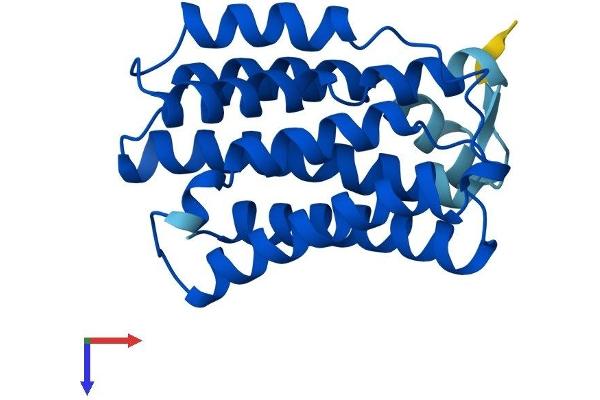 KDELR2 Protein (AA 1-212) (His tag)
