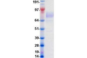 Validation with Western Blot