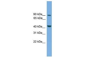 WB Suggested Anti-Mitf Antibody Titration: 0. (MITF Antikörper  (Middle Region))