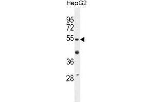 TIGD3 Antibody (C-term) western blot analysis in HepG2 cell line lysates (35 µg/lane). (TIGD3 Antikörper  (C-Term))
