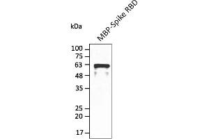 Western Blotting (WB) image for anti-SARS-CoV-2 Spike (RBD) antibody (ABIN7272992) (SARS-CoV-2 Spike Antikörper  (RBD))