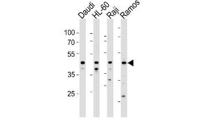 Western Blotting (WB) image for anti-Leukocyte Immunoglobulin-Like Receptor, Subfamily A (Without TM Domain), Member 3 (LILRA3) antibody (ABIN3004595) (LILRA3 Antikörper)