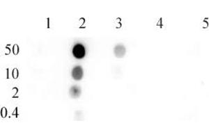 Dot Blot (DB) image for anti-Histone H4 (acLys8) antibody (ABIN6972138)