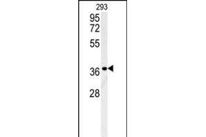LGALS9B Antibody (Center) (ABIN654023 and ABIN2843944) western blot analysis in 293 cell line lysates (35 μg/lane). (LGALS9B Antikörper  (AA 160-188))