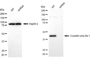 Western blotting analysis using crystallin zeta like 1 antibody (ABIN7798170).