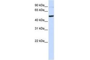 Image no. 1 for anti-TERF1 Interacting Nuclear Factor 2 (TIN2) (C-Term) antibody (ABIN6741441) (TINF2 Antikörper  (C-Term))