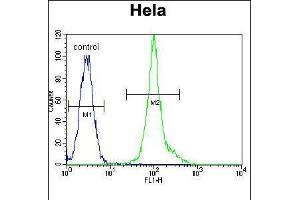 Flow cytometric analysis of Hela cells (right histogram) compared to a negative control cell (left histogram). (LCK Antikörper  (C-Term))