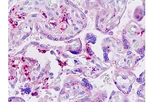 Anti-LGMN / Legumain antibody IHC staining of human placenta.