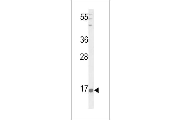 PNOC antibody  (AA 126-151)