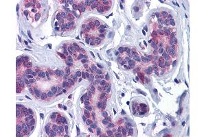 Anti-AKT3 antibody IHC of human breast. (AKT3 Antikörper  (AA 119-136))