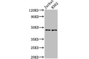 Western Blot Positive WB detected in: Jurkat whole cell lysate, K562 whole cell lysate All lanes: LDB1 antibody at 3. (LIM Domain Binding 1 Protein Antikörper  (AA 50-375))