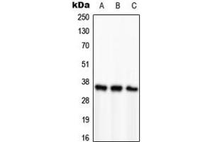 Western blot analysis of PCNA expression in HeLa (A), SP2/0 (B), H9C2 (C) whole cell lysates. (PCNA Antikörper  (Center))