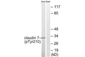 Western Blotting (WB) image for anti-Claudin 7 (CLDN7) (pTyr210) antibody (ABIN1847759) (Claudin 7 Antikörper  (pTyr210))