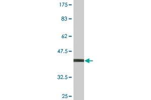 Western Blotting (WB) image for anti-Syntaxin 12 (STX12) (AA 108-206) antibody (ABIN525366)